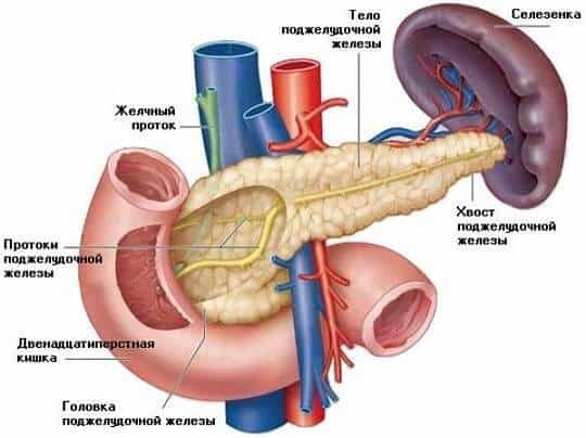 Поджелудочная железа