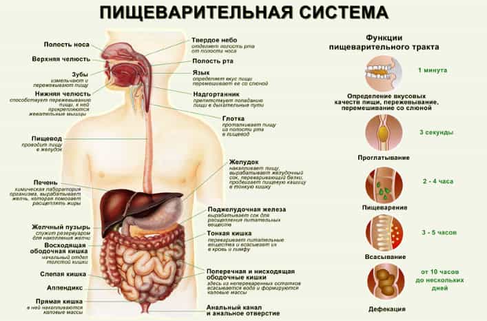 Пищеварительная система