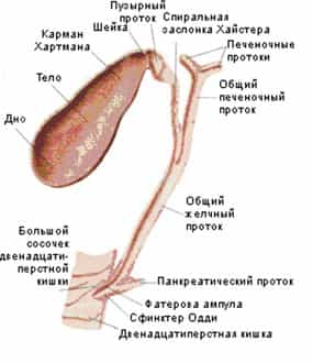 Желчный пузырь и его протоки