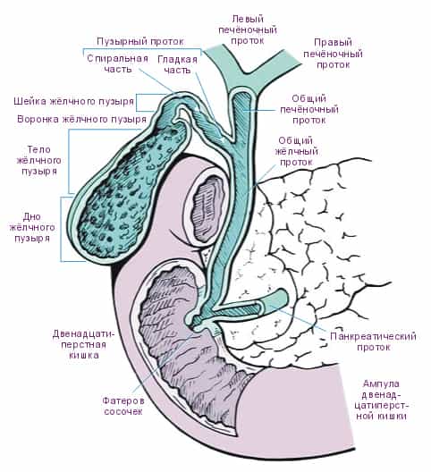 Желчный пузырь и внепеченочные желчные протоки