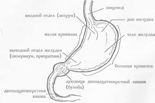 Строение ЖКТ