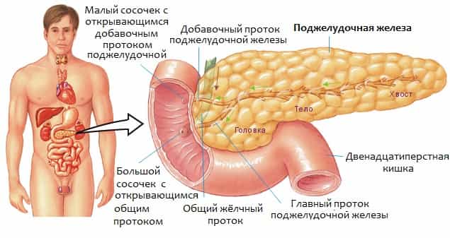 Поджелудочная железа