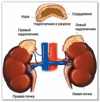 Строение почек