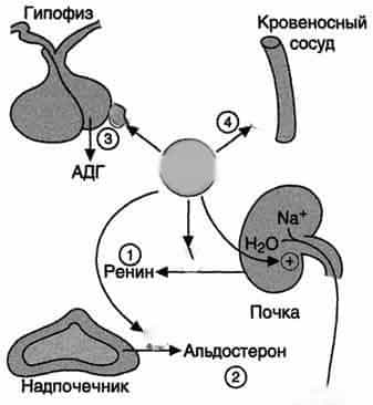 Альдостеронизм первичный (Синдром Конна)