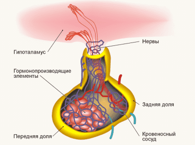 Гипофиз