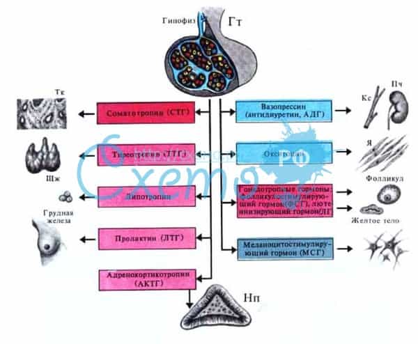 Гипофиз выделяет гормоны с помощью которых отдаются команды различным органам