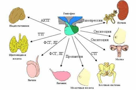 Гипофиз выделяет гормоны с помощью которых отдаются команды различным органам