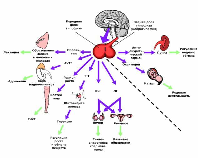 Гипофиз выделяет гормоны с помощью которых отдаются команды различным органам