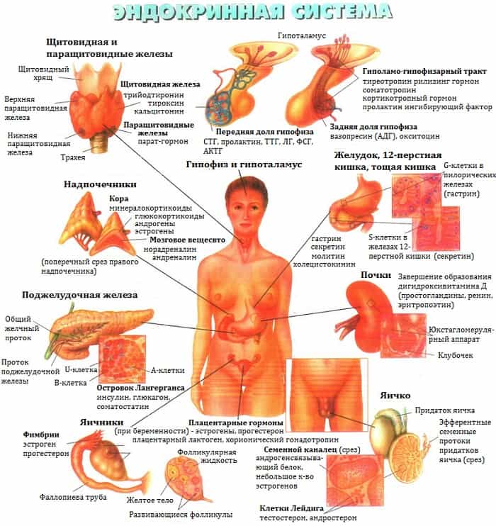 Заболевания эндокринной системы