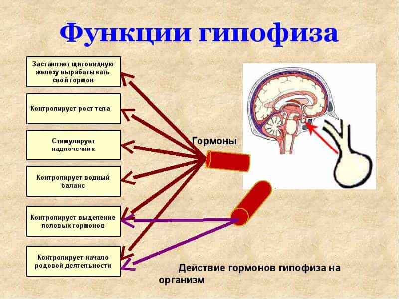 Функции гипофиза