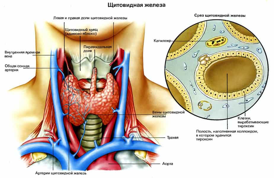 Гипотиреоз щитовидной железы