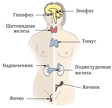 Эндокринные железы