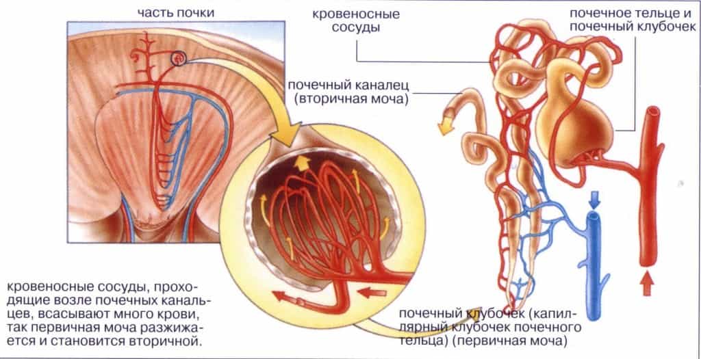 Несахарный диабет. 