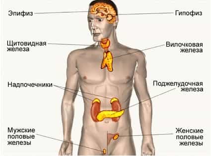 Заболевания эндокринной системы