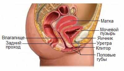 Мочеспускатель У Женщин Где Находится Фото