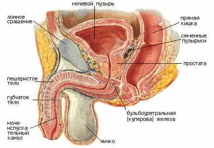 Недержание мочи (урологическое)