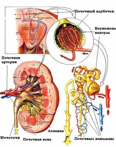 Гломерулонефрит