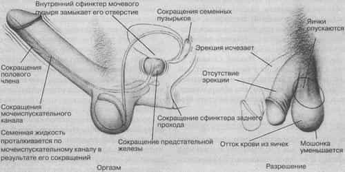 Эректильная дисфункция