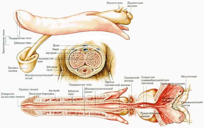Анатомия мужского пениса