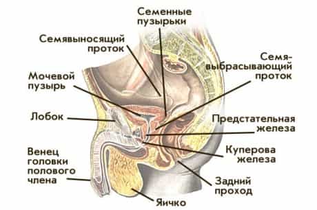 Куперит (воспаление бульбоуретральных желез в мочеиспускательном канале у мужчин)