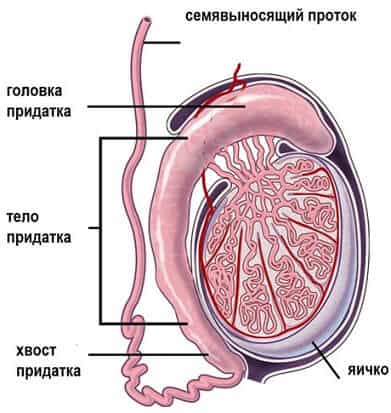 Эпидидимит