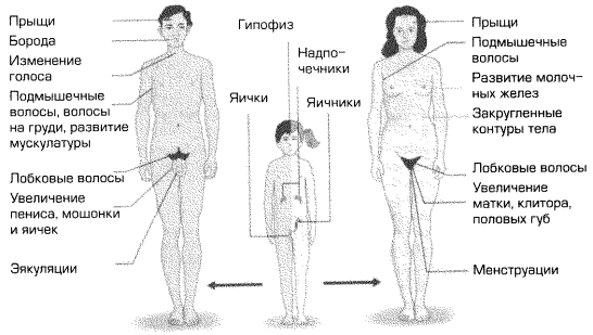 половое созревание девочек 