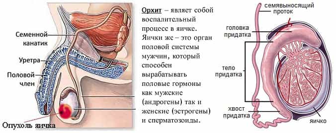 Боль внизу яичка у мужчин