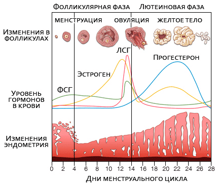 Дисфункциональные маточные кровотечения