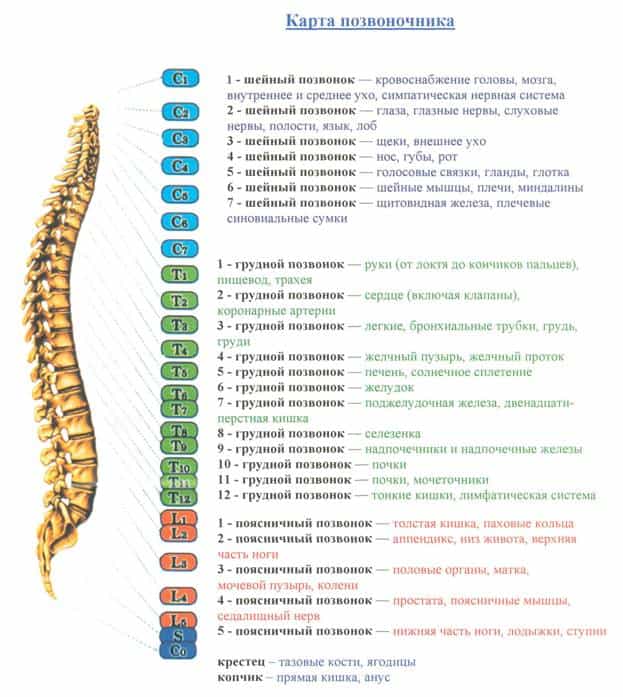 Карта позвоночника