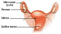 Яичники