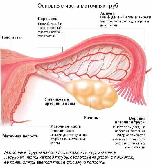 Маточные трубы