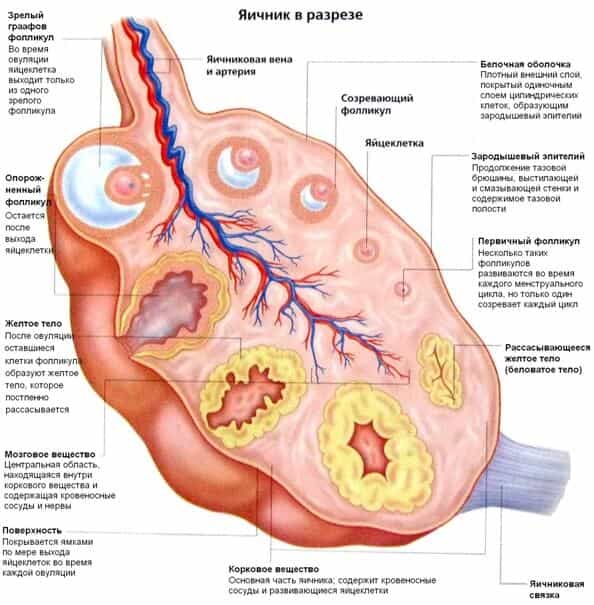 Строение яичника