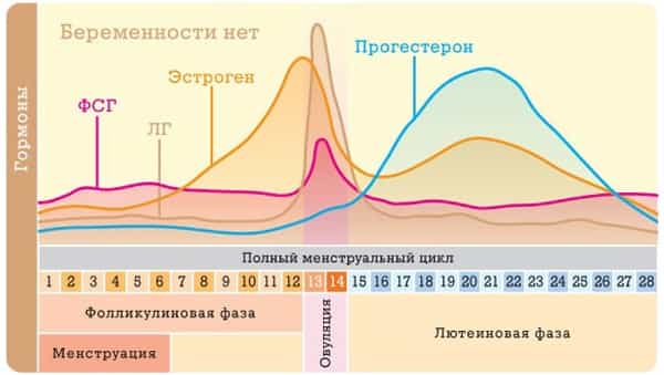 Схема менструального цикла