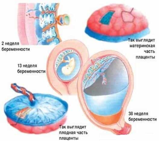 Плацента во время беременности