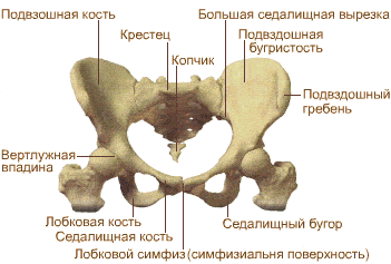 Таз Женщины Фото