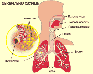 Бронхит острый