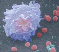 Лейкоцит под сканирующим электронным микроскопом