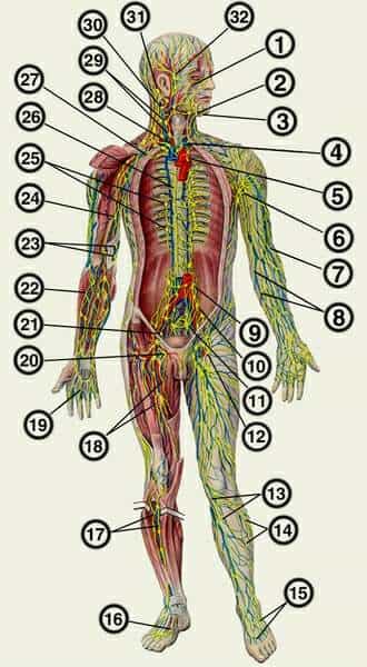 Лимфатическая система человека 